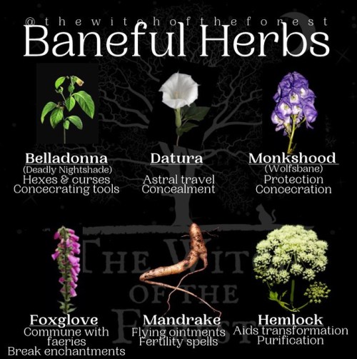 thewitchoftheforest:  B H  When learning about herbs, it’s always good to have a basic knowled