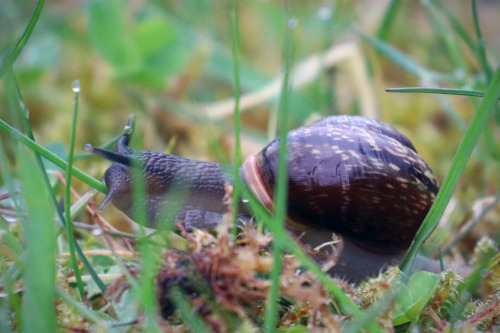 Land snails/snäckor.