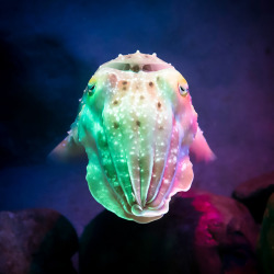 amnhnyc:Less widely known than their cephalopod cousins the octopus and squid, cuttlefish are masters of disguise. They conceal themselves using chromatophores, which are specialized skin cells that hold pigment and reflect light. With up to 200 of these