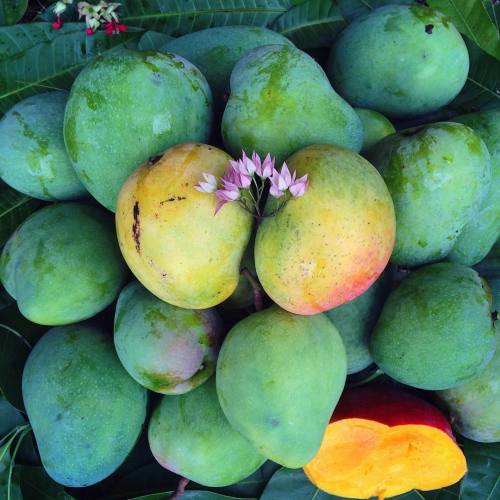 we-are-all-one-tribe: It’s nearing the end of mango season in Sarasota Nick bought a fruit pic