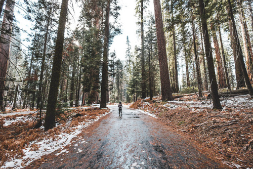 Porn pkatkins:Sequoia National Park photos