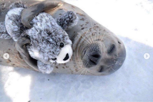 babyanimalgifs:  Real seal and beanie seal adult photos