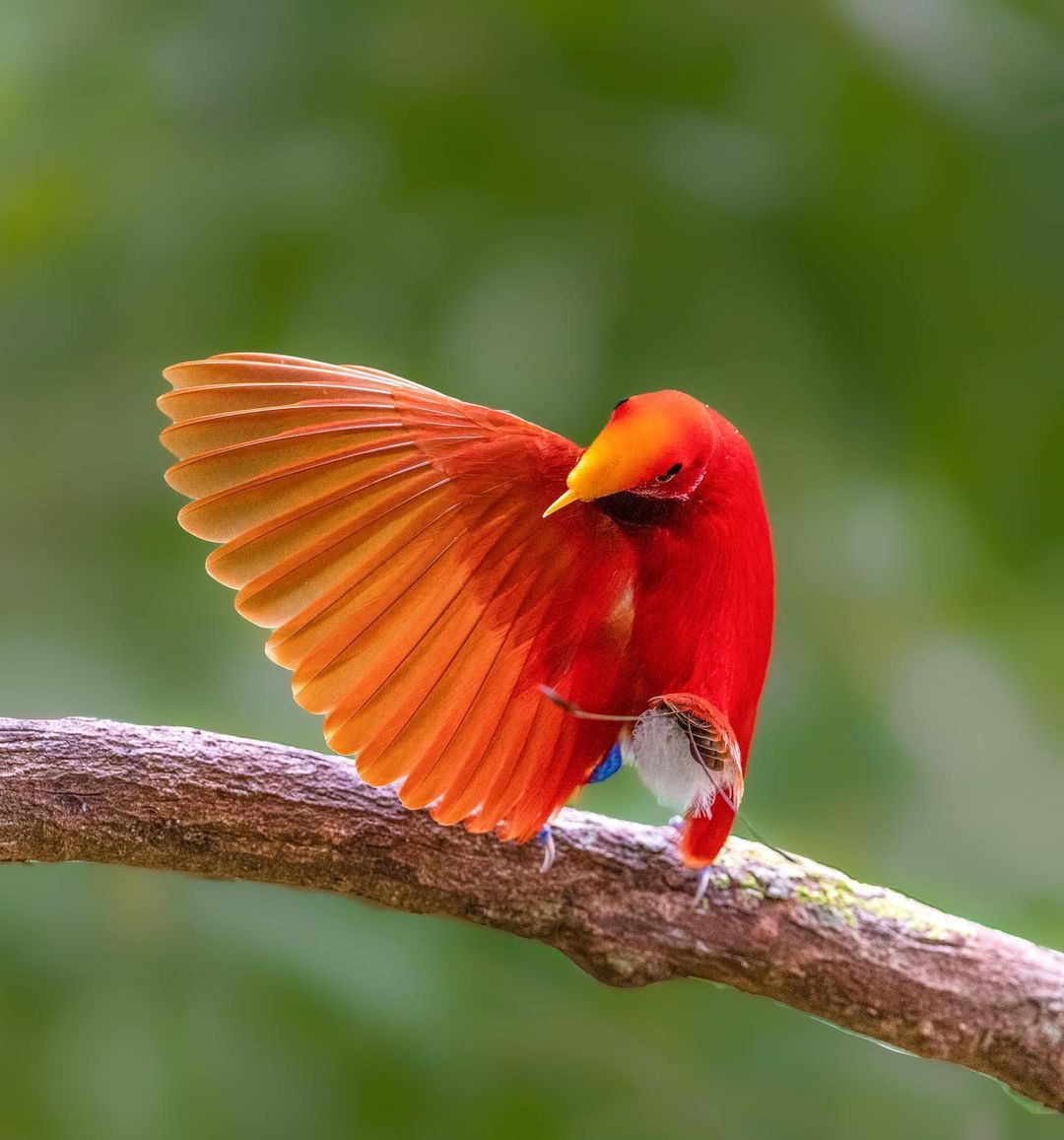 King Bird-of-paradise