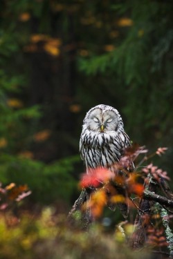 owlsday:  Ural Owl 
