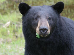 kumaclaw:  fridaybear: How about a black bear for Black Friday? THE WEEKEND IS HERE. You enjoy the heck out of it.  monch monch monch