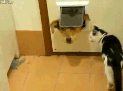 niknak79:  Cats Can Be Jerks [Video] 