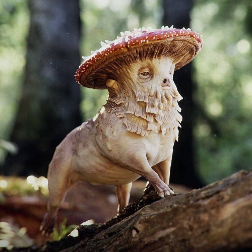 BARROW&rsquo;S MUSHROOM DOG (#NVIDIA OMNIVERSE) Via GAVRIL KLIMOV (#hexeract // 2020, #digitalart b