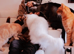 boonies:  cat lady appreciation post 