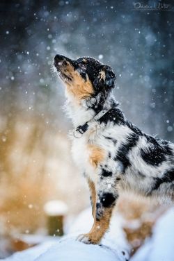 ollebosse:    Dancing in the snow | by Ondřej Uhlíř.  