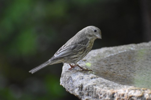 House Finch (Haemorhous Mexicanus), Female, Taken April 30, 2025, In Georgia, US