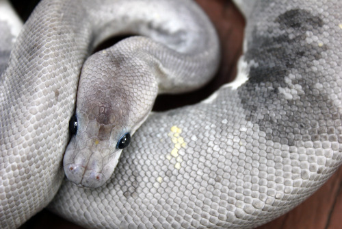 zooophagous:  alpha-centauri:  alltailnolegs:  Freshly shed moon!  SHE REALLY DOES LOOK LIKE THE MOON  What a darling   Snakes are gorgeous