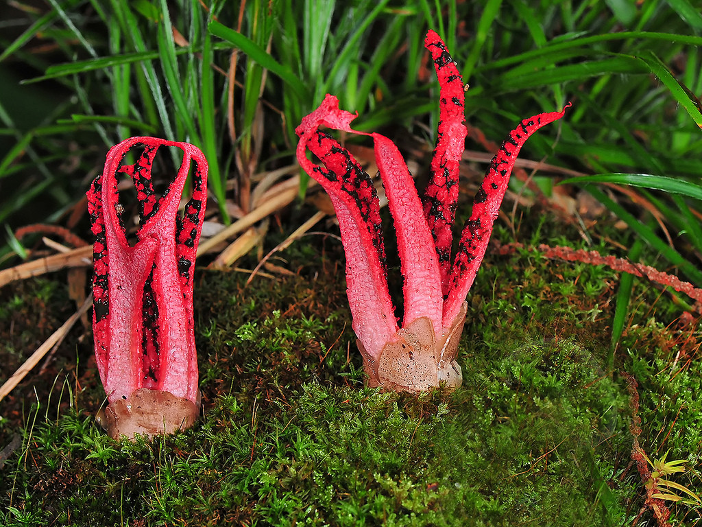 end0skeletal:   Weird Fungi! 1.  Orange Pore  2. Red Cup3. Inky Cap4. Veiled Lady5.