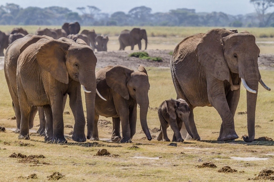 currentsinbiology:
“ Most animals don’t have grandmas. But elephants do. And what Granny does is awesome. Elephants often live in large families made up of babies, juveniles, and females. They’re often led by the oldest of these females, which often...
