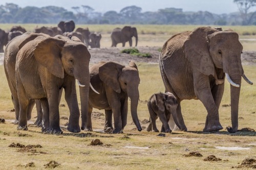 currentsinbiology: Most animals don’t have grandmas. But elephants do. And what Granny does is awes