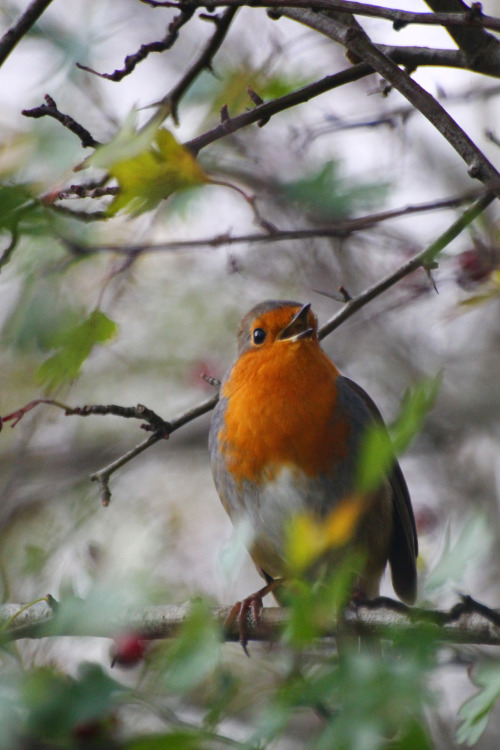 Some shots from my trip to RSPB Leighton Moss Nature reserve in Lancashire. There was a super friend