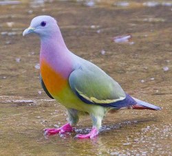 scienceyoucanlove:This is the pink-necked green pigeon (Treron vernans) and it’s honestly not photoshopped.They’re found in Cambodia, Indonesia, Malaysia, Myanmar, the Philippines, Singapore, Thailand, and Vietnam. Its natural habitats are subtropical