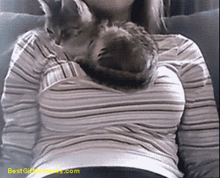 catgifcentral: Best seat in the house  Now you know that Cat GIF Central is a funny cat GIFs Tumblr. 