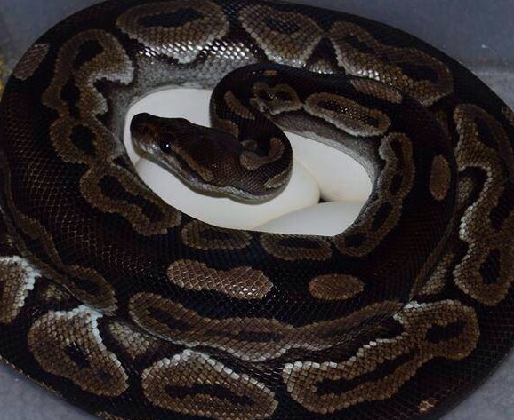 mkmorphs:  Today is day 55 for our second clutch of the season. I (Kasey) wanted