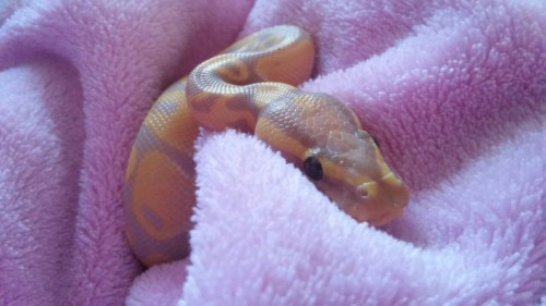 noodle-the-noodle:Pocket Spaghetti.