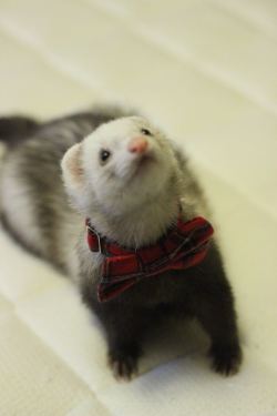 dooktrain:  Alice shows off her dapper side with a little smile :) 