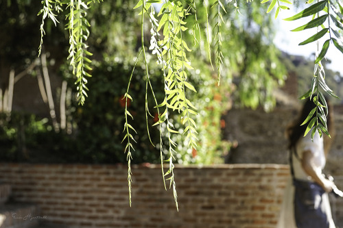 Spanish sunlight.