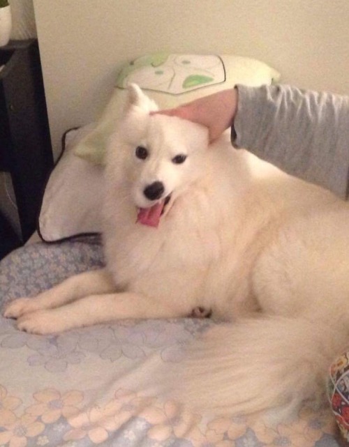 cloudthesamoyed:cloud doing weird mouth thing when u pet her ear