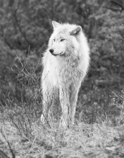 wolfsheart-blog:Lone Wolf by   Stan Novotny  