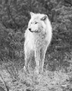 wolfsheart-blog:Lone Wolf by   Stan Novotny