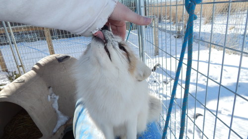 If there’s one thing I love about foxes, among other things, is how fluffy they get in the winter, e