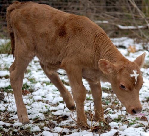 brightfaerie: Moses, the cow with a cross on his forehead @cowfield