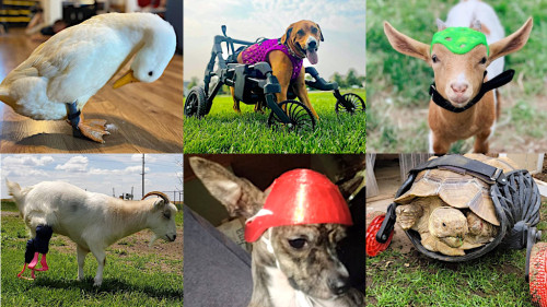  Some heart-warming stories to kick off the New Year celebration!3D printed prosthetics for animal