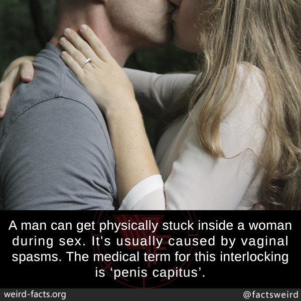 mindblowingfactz:A man can get physically stuck inside a woman during sex. It’s