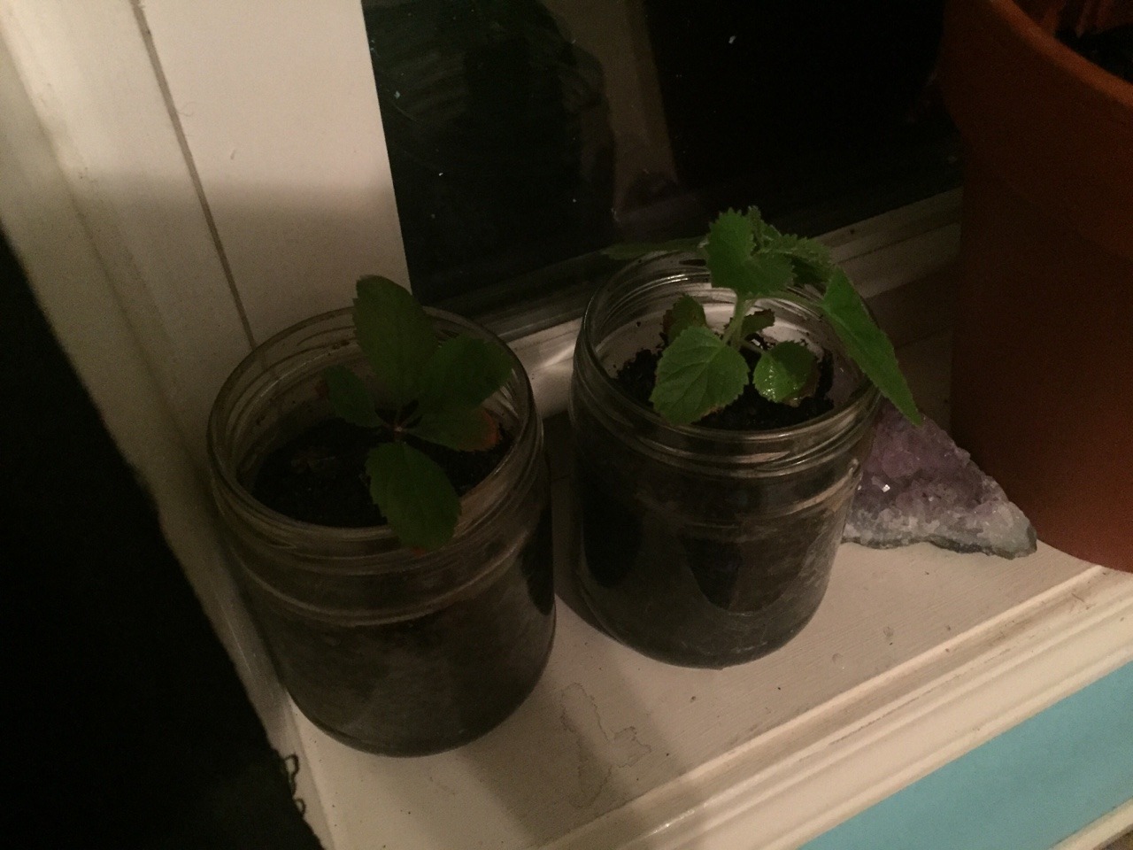 baby apple trees
