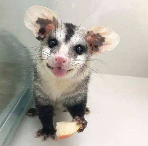 possumoftheday:Today’s Possum of the Day has been brought to you by: Apples!