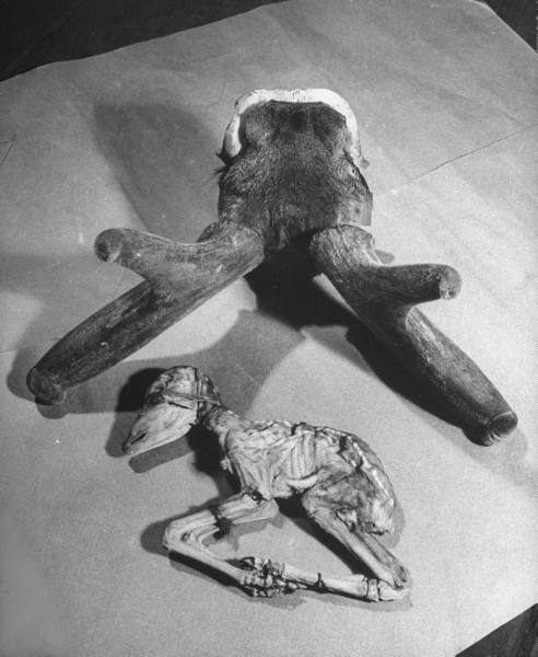 George Silk: Shanghai Pharmacies, 1946 1. Dry lizard and rattle snake powder used for medical c