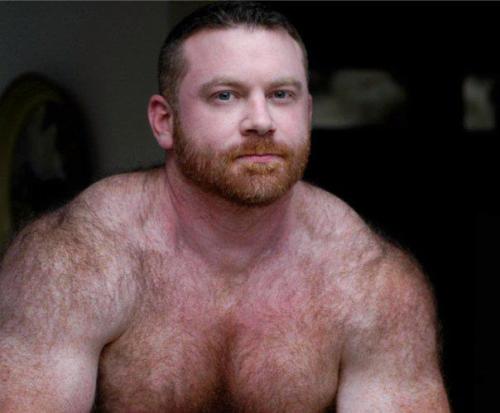 fhabhotdamncobs: thickbear475: dutchbear74: I just love ginger bears #gingerbear RED~! W♂♂F     (