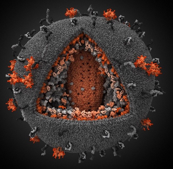 ourflashlightsandourlove:  Model of Human Immunodeficiency Virus: “This human immunodeficiency