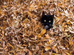 catsbeaversandducks:  Dead leaves and the