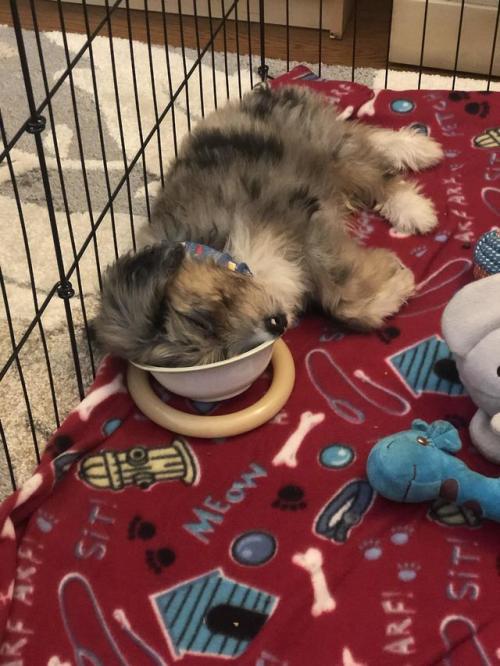 cutepetsuwu: Sunny feel asleep in his food bowl after lunch.