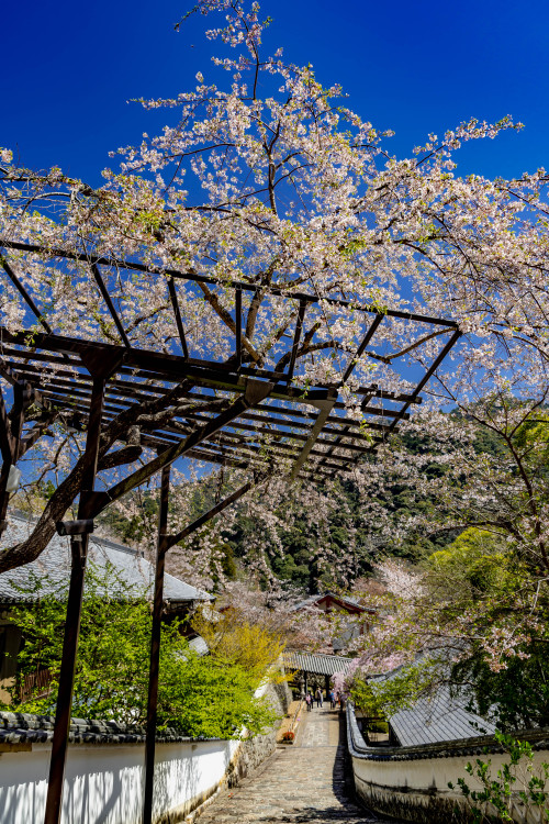 春彩の寺