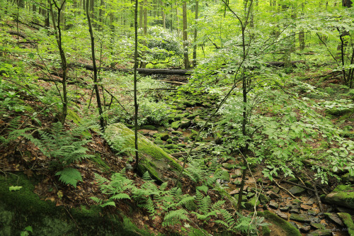 Blinded by the green: a walk through the summer forest.