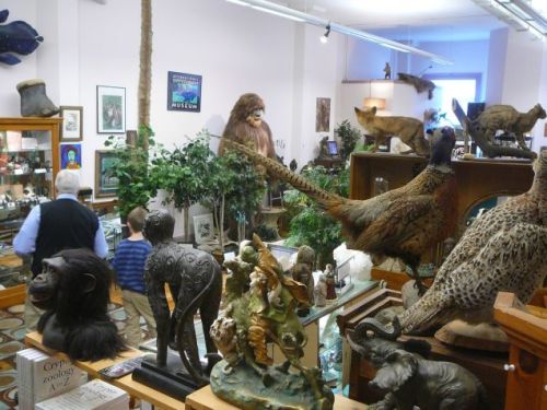 unexplained-events:  International Cryptozoology Museum The world’s only cryptozoology museum is located in Portland, Maine. Cryptozoology is the study of hidden animals and this museum shares items cryptozoologically collected, since 1960, by Loren