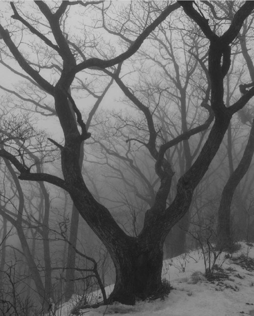 This is very much the reality of western PA winters. Dark dark dark, black skeletal trees.