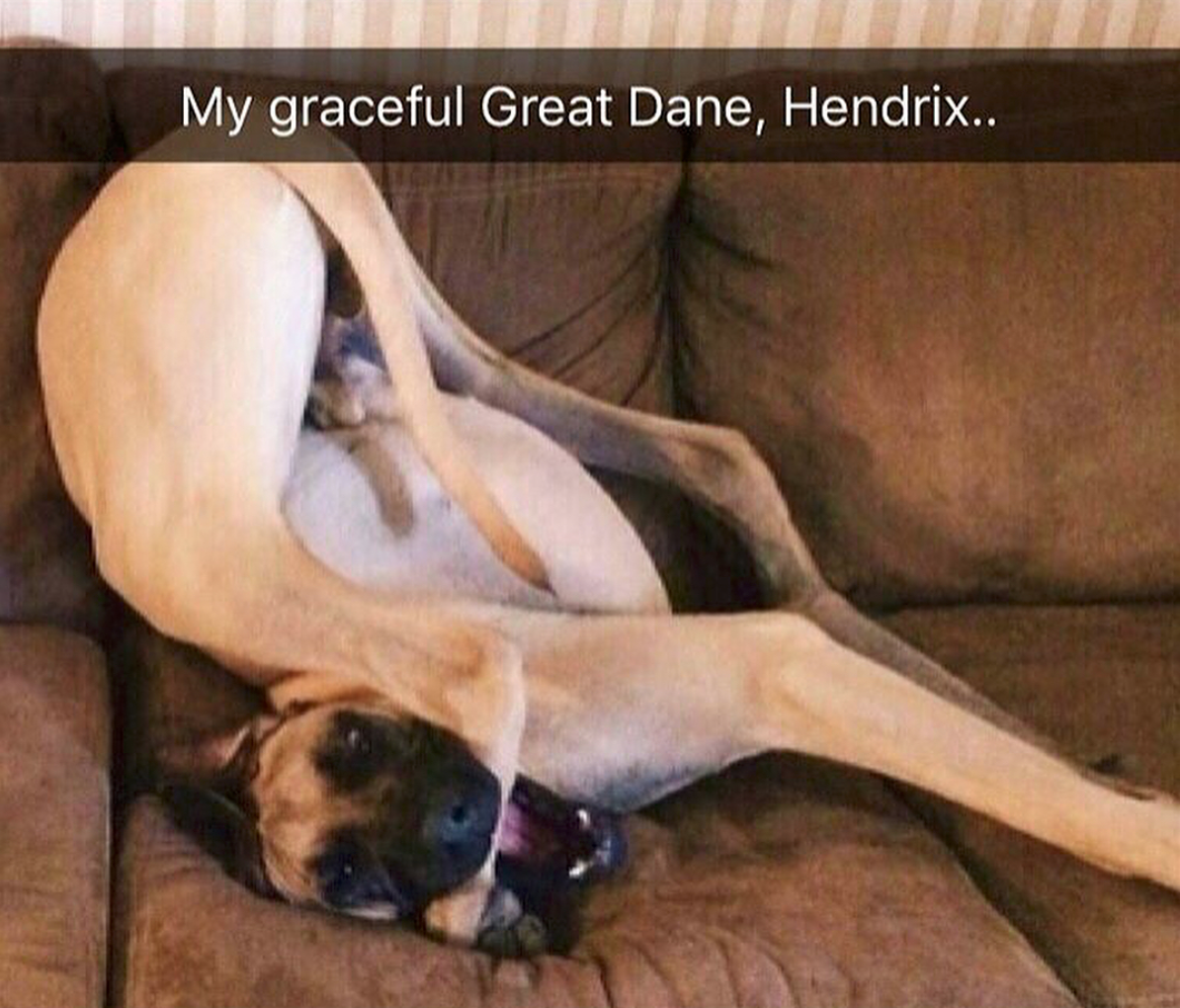 babyanimalgifs:  Animal snaps
