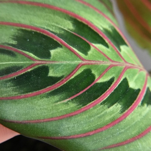 8.1.17 - Closeups of my wonderful Prayer Plant’s leaves.