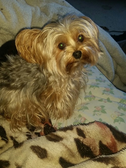 erectwetvaginacum1: Pupppieee filled morning