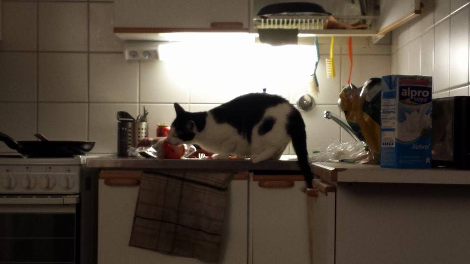 fuckloadofcats:  first of all, how dare you? 