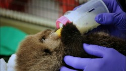 montereybayaquarium:  Have you seen it? The full version of the award-winning PBS Nature film “Saving Otter 501” is back online!  You’ll be spellbound by the story of the Aquarium’s 501st attempt to save an orphaned sea otter. Watch nowLearn