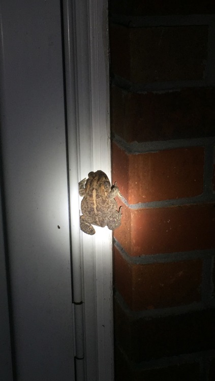 Attempted home invasion by a southern toad [Anaxyrus terrestris] in Jacksonville, Florida. Toads of 