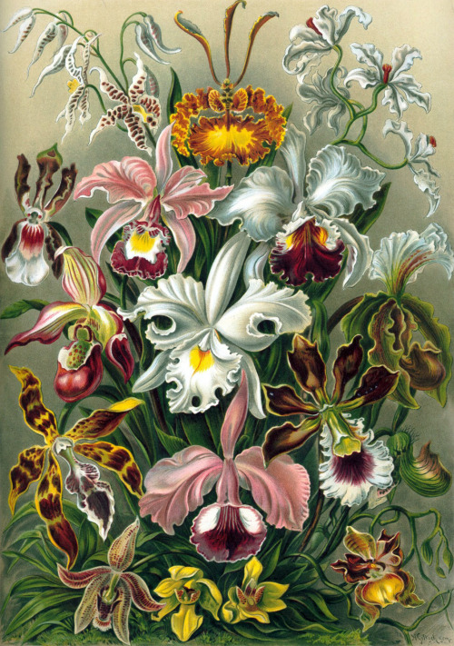 femmeseasons:Orchidae. A lithographic color plate from Ernst Haeckel’s Kunstformen der Natur, 1899